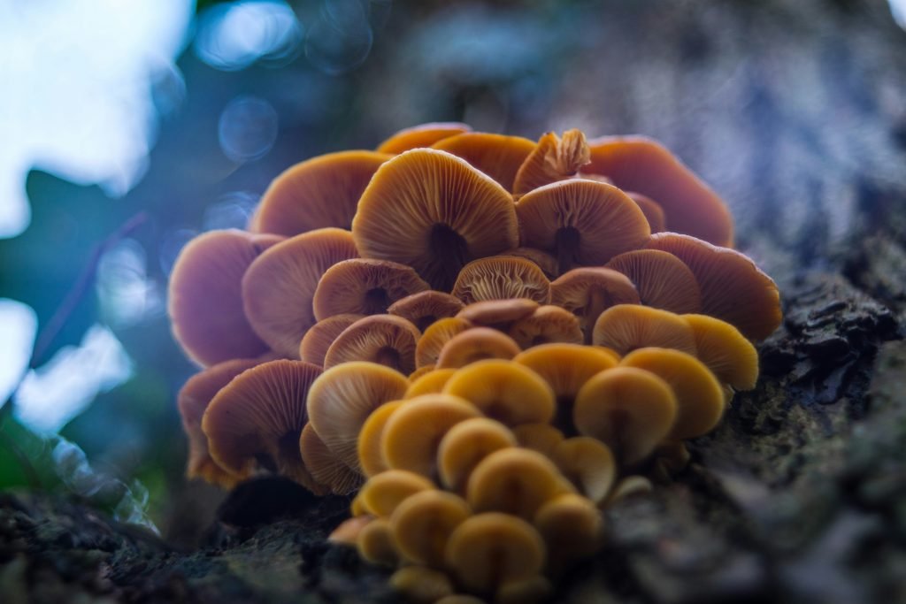 Flammulina velutipes mushrooms
